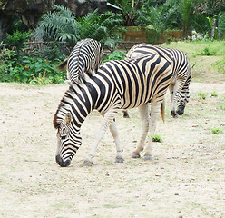 Image showing zebra