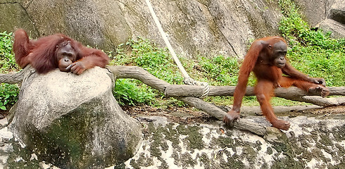 Image showing orangutans