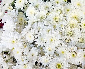 Image showing white flowers