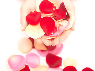 Image showing hands with petals