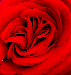 Image showing red rose