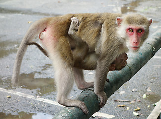 Image showing angry monkey