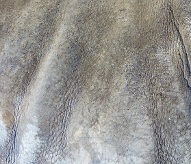 Image showing rhino skin