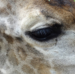 Image showing giraffe eye