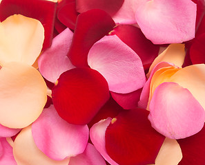 Image showing rose petals