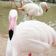 Image showing pink flamingo