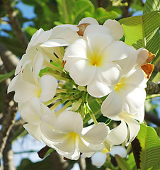 Image showing plumeria