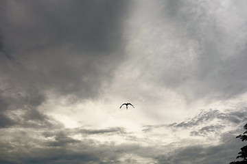 Image showing bird and sky