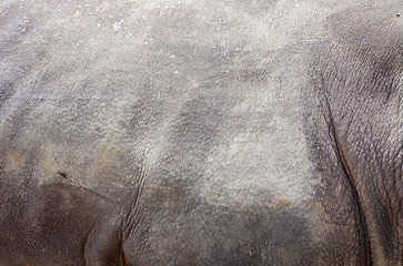 Image showing rhino skin