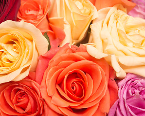 Image showing rose background