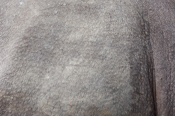 Image showing rhino skin