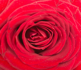 Image showing red rose