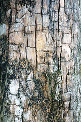 Image showing tree bark