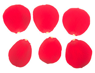 Image showing rose petals