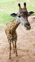 Image showing giraffe