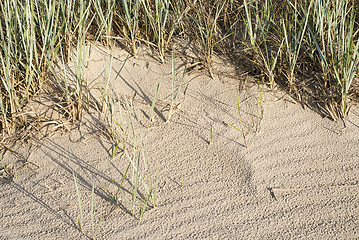 Image showing Beachgrass in dunes near the sea