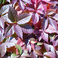 Image showing red autumn leaves of chokeberry 