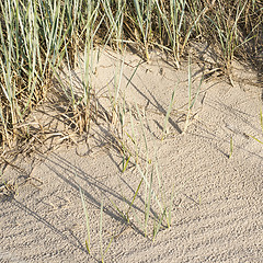 Image showing Beachgrass in dunes near the sea