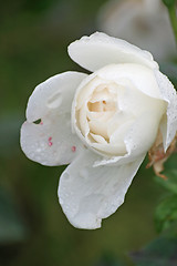Image showing nice rose