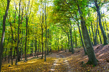 Image showing Forest path