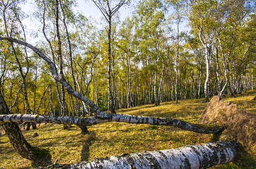 Image showing Birch forest