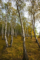 Image showing Birch tree