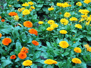 Image showing Yellow Orange Blossoms