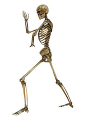 Image showing Human Skeleton