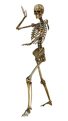 Image showing Human Skeleton