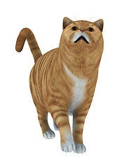 Image showing Red Tabby Cat