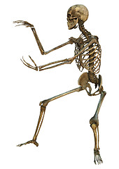 Image showing Human Skeleton