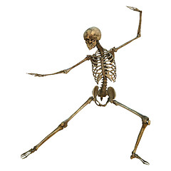 Image showing Human Skeleton