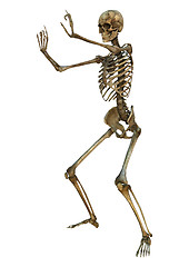 Image showing Human Skeleton