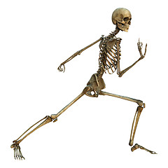 Image showing Human Skeleton