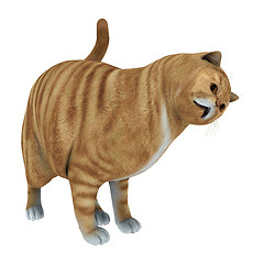 Image showing Red Tabby Cat