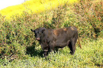 Image showing Bull