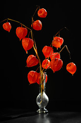 Image showing Physalis alkekengi in vase 