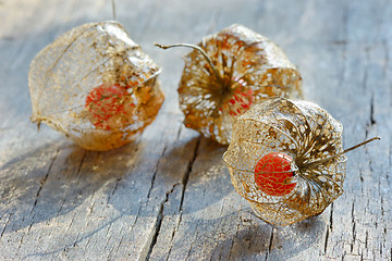 Image showing Physalis alkekengi on wood