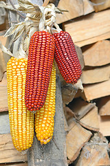 Image showing Corn cobs