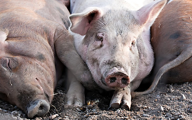 Image showing big pigs laying on the ground