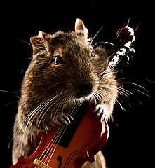 Image showing degu mouse playing cello