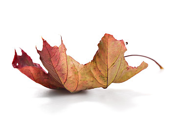 Image showing dry mapple leaf