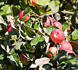 Image showing red apples in orchard