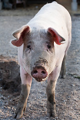 Image showing funny pig