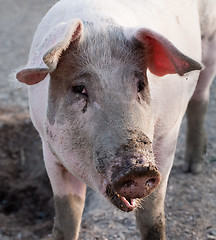 Image showing pig snout closeup