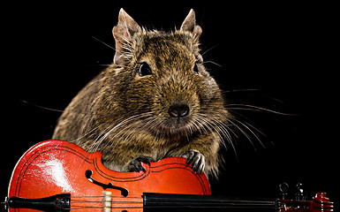 Image showing degu mouse musician