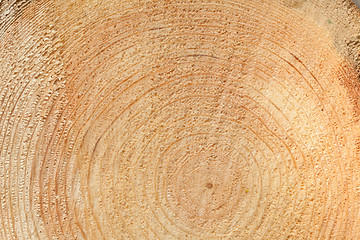 Image showing Woodgrain