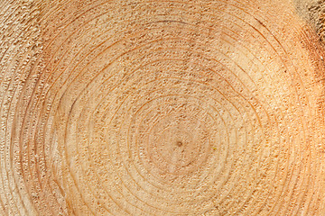 Image showing Woodgrain