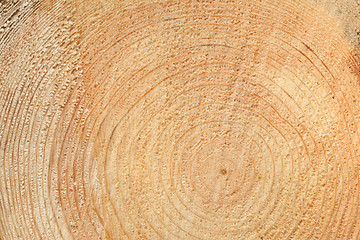 Image showing Woodgrain