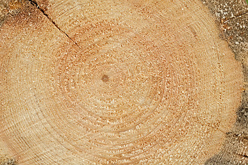 Image showing Woodgrain